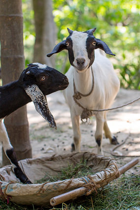 He's probably making that face because he's been eating coffee. A goat that looks like she is smiling.