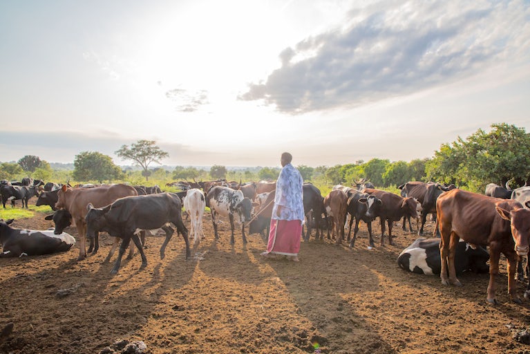 A person stands among a large herd of cattle on a dirt field at sunrise or sunset, with green trees and a partly cloudy sky in the background.