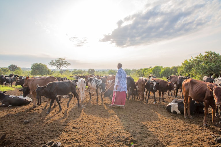 A person stands among a large herd of cattle on a dirt field at sunrise or sunset, with green trees and a partly cloudy sky in the background.