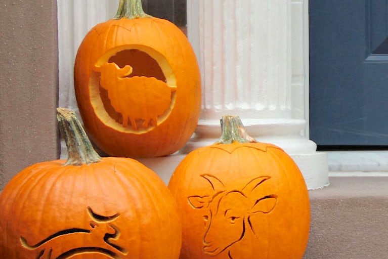 pumpkins.