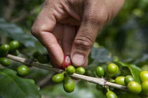The brutality of slavery and colonialism have to be acknowledged to understand the history and current state of coffee. 