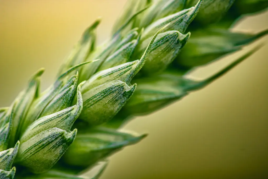 Wheat closeup