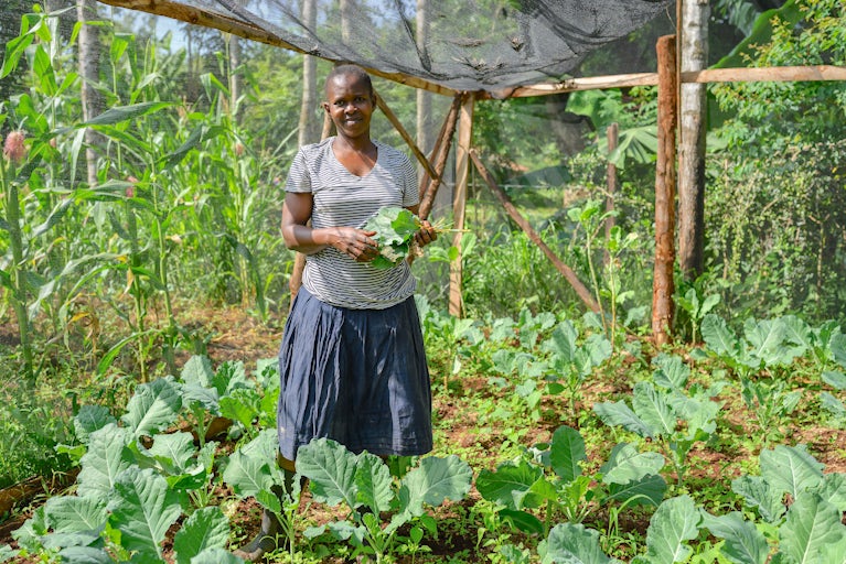 Woman harvesting sukuma wiki, a leafy green, from her homestead kitchen garden.