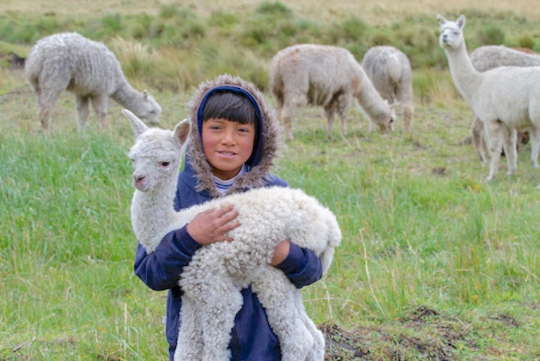 Kid holding a young alpaca.