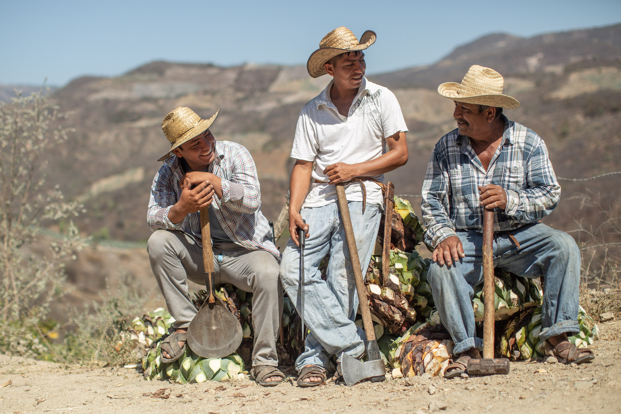 Three farmers in Mexico sit atop their agave harvest, smiling at one another and holding their tools.