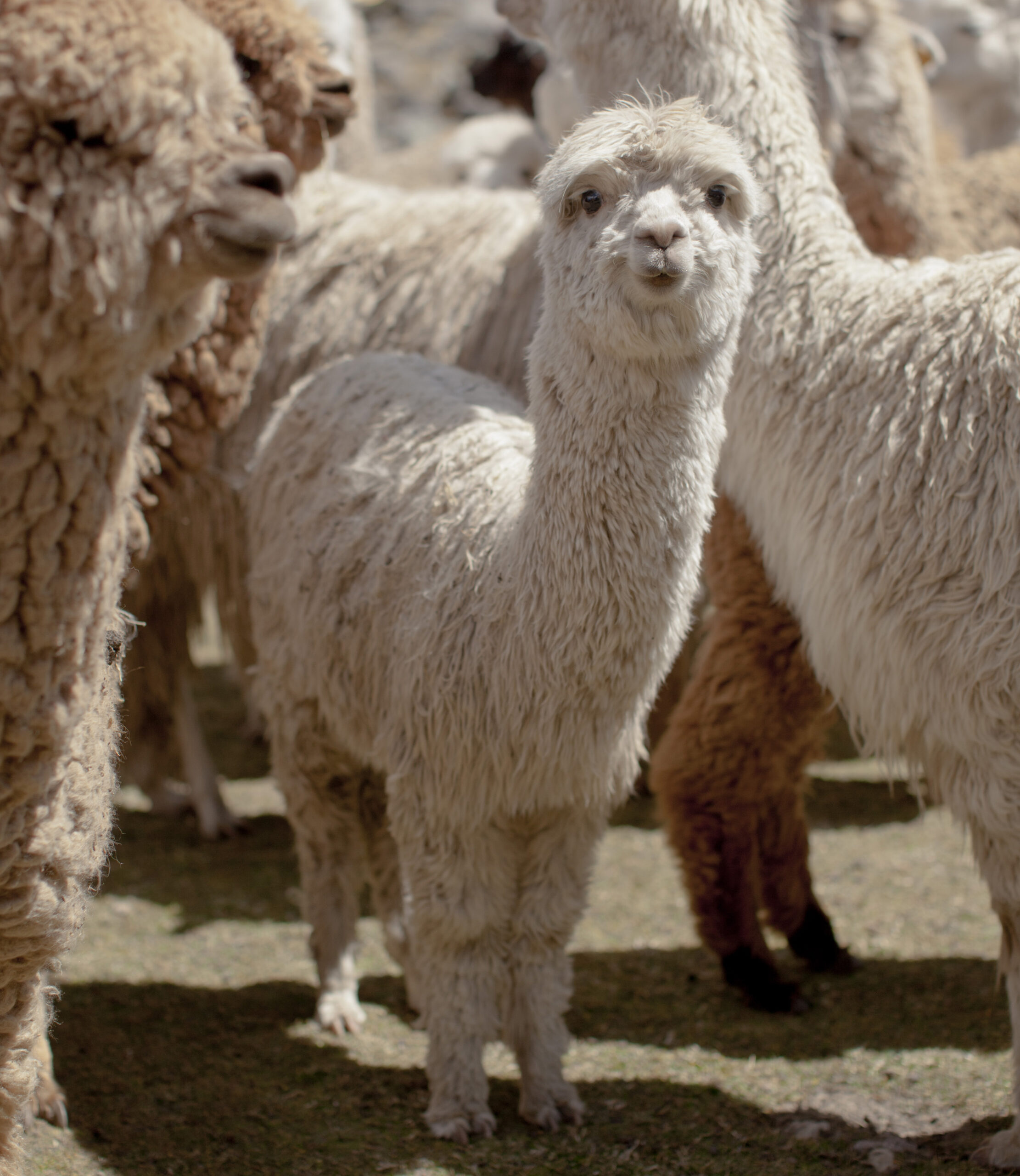 via Heifer International Baby llama among herd of llamas.