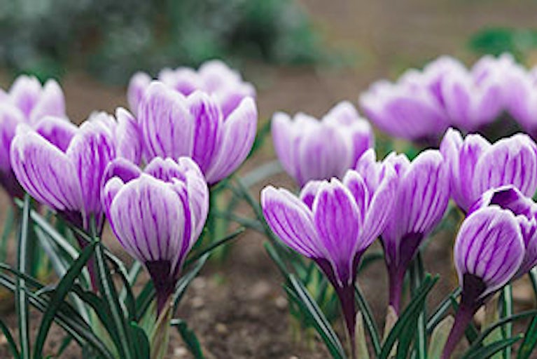 Purple flowers.