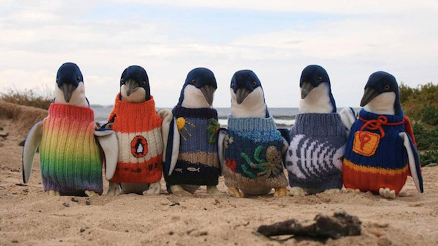 Penguins come well-dressed already, but a handknit sweater can be a lifesaver after an oil spill. A group of penguins sport a variety of sweaters.