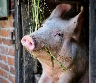 via imgur Pig looking out of barn window.