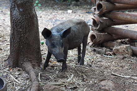 Chupacabra? A hairless pig