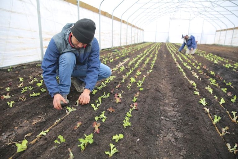 Man planting lettuce in a greenhouse.