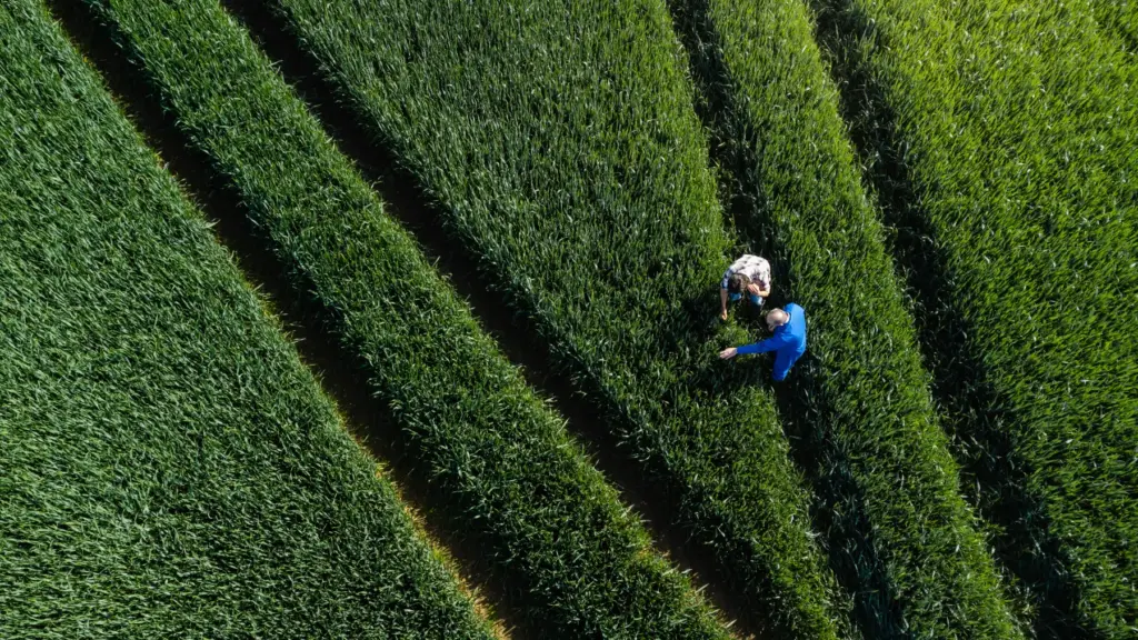 Rice fields from above