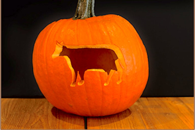 A pumpkin carved in the shape of a cow.
