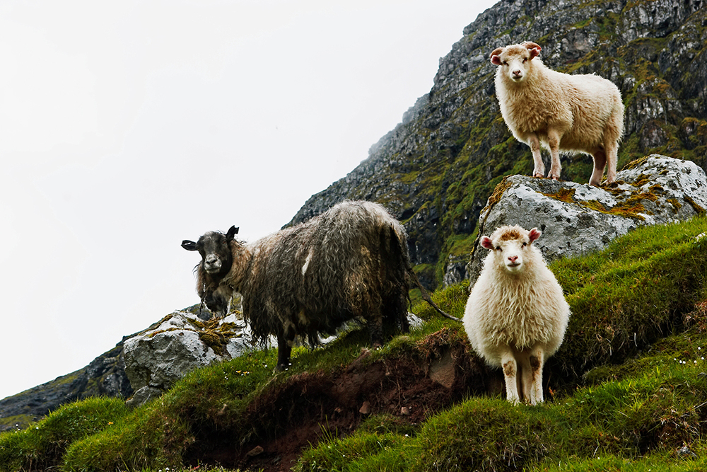The Faroe Islands are populated by more sheep than people. Three sheep on a hill.