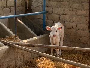 A healthy Korean Holstein calf in a cow shed.