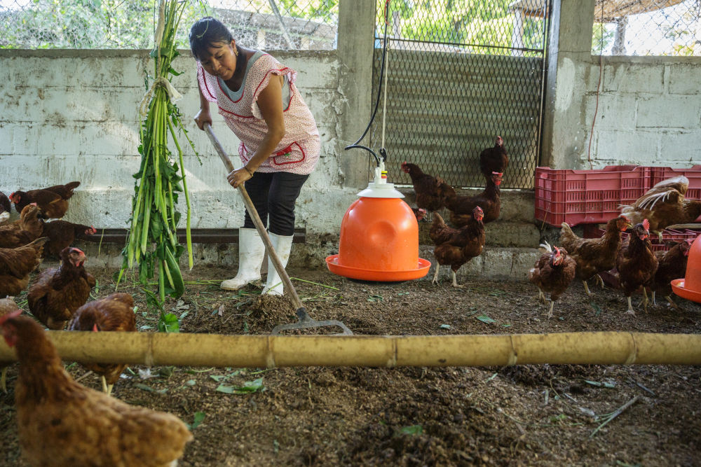 A women wearing special boots and cleaning her chicken coop.