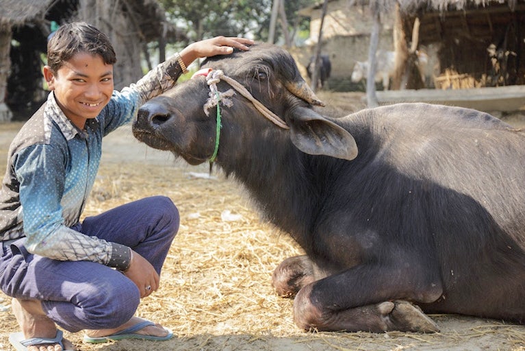 young man kneels next to water buffalo and lovingly pets the top of its head
