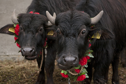 They look so innocent, but beware. Those flowers they’re wearing around their necks could be painted with the blood of their victims. A pair of innocent-looking water buffalo.