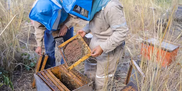 Honeybee handlers with hoods over their heads.