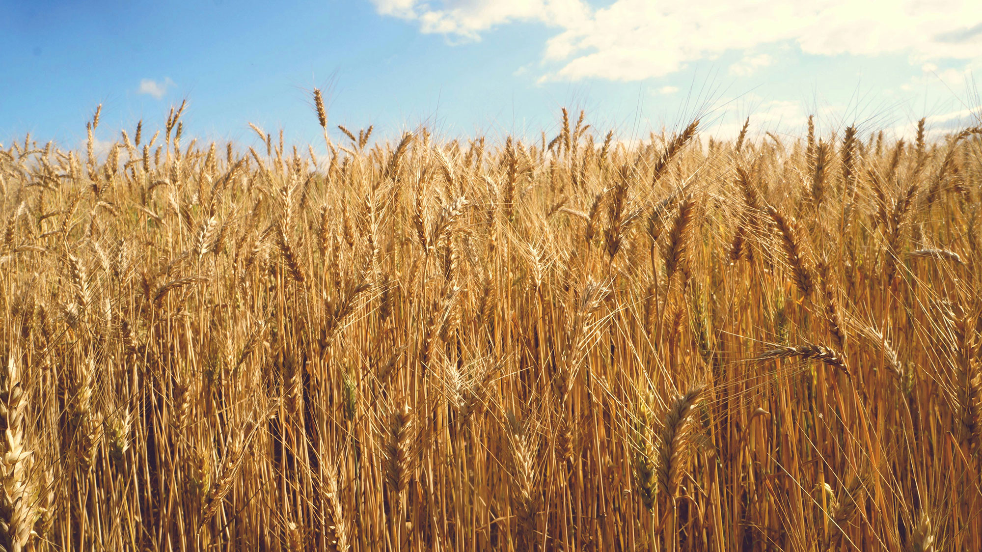 Wheat Field and Sky